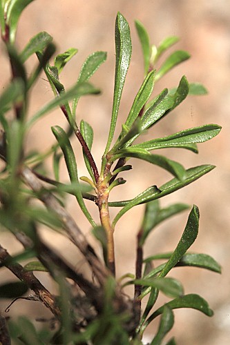 Globularia cordifolia L.