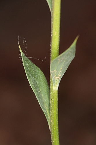 Globularia spinosa L.