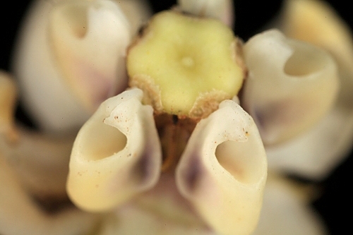 Gomphocarpus fruticosus (L.) W.T. Aiton