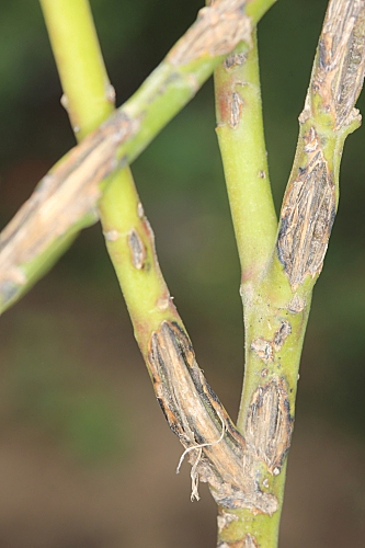 Gomphocarpus fruticosus (L.) W.T. Aiton