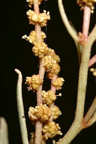 Halimione portulacoides (L.) Aellen