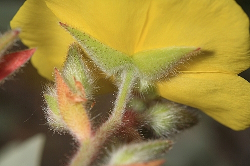 Halimium atriplicifolium subsp. atriplicifolium (Lam.) Spach