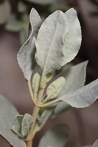 Halimium atriplicifolium subsp. atriplicifolium (Lam.) Spach