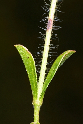 Halimium ocymoides (Lam.) Willk.
