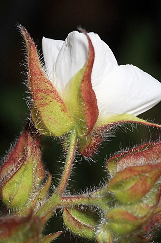 Halimium umbellatum subsp. viscosum (Willk.) O. Bolós & Vigo
