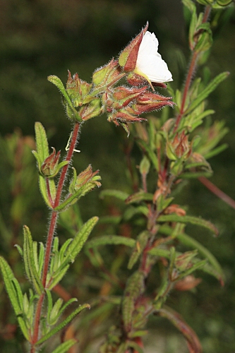 Halimium umbellatum subsp. viscosum (Willk.) O. Bolós & Vigo