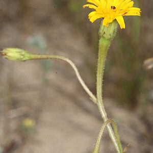 Hedypnois arenaria (Schousb.) DC.