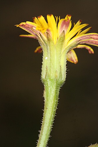 Hedypnois arenaria (Schousb.) DC.