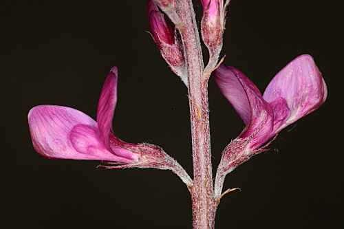 Hedysarum boveanum Bunge ex Basiner