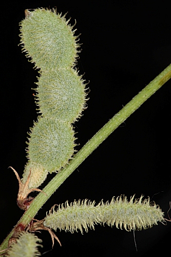 Hedysarum glomeratum F.G. Dietrich