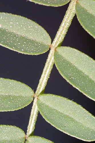 Hedysarum spinosissimum L.