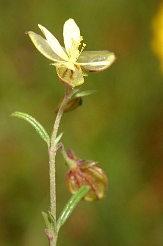 Helianthemum aegyptiacum (L.) Mill.