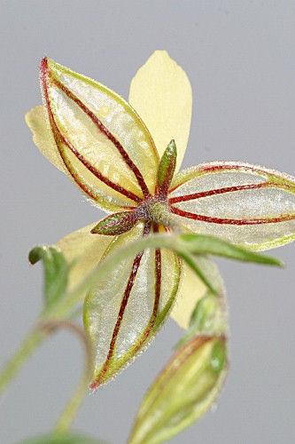 Helianthemum aegyptiacum (L.) Mill.