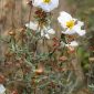 Helianthemum almeriense Pau