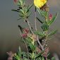 Helianthemum alypoides Losa & Rivas Goday