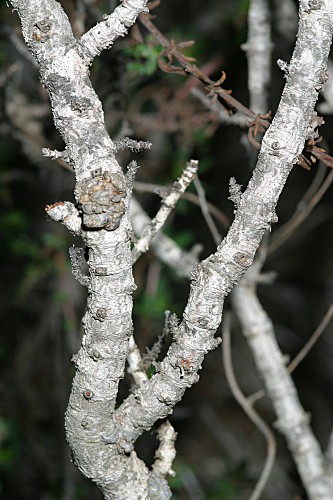 Helianthemum alypoides Losa & Rivas Goday