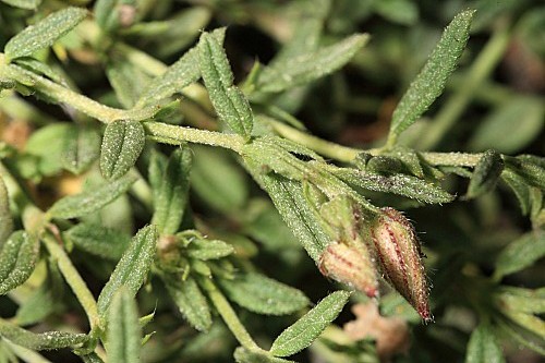 Helianthemum apenninum subsp. apenninum (L.) Mill.