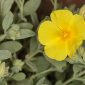 Helianthemum apenninum subsp. cavanillesianum (M. Laínz) G. López