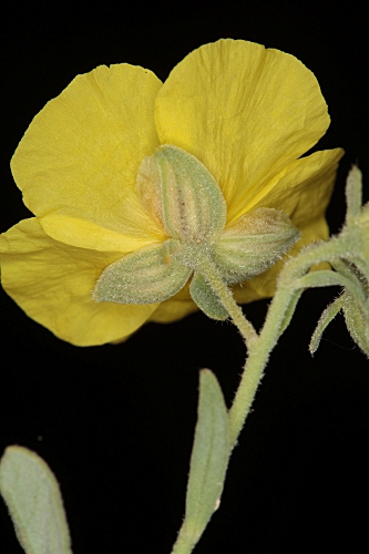 Helianthemum apenninum subsp. cavanillesianum (M. Laínz) G. López