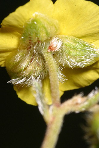 Helianthemum cinereum subsp. rotundifolium (Dunal) Greuter & Burdet