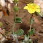 Helianthemum cinereum subsp. rotundifolium (Dunal) Greuter & Burdet