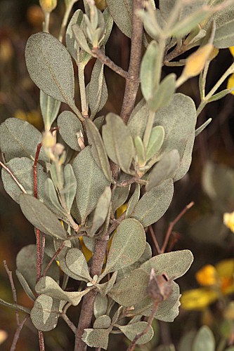 Halimium halimifolium (L.) Willk.