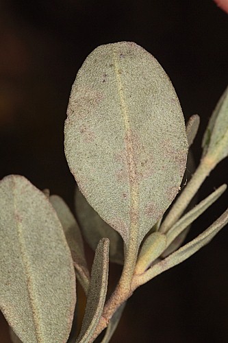 Halimium halimifolium (L.) Willk.