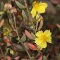 Helianthemum hirtum (L.) Mill.