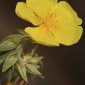 Helianthemum syriacum (Jacq.) Dum.- Cours.