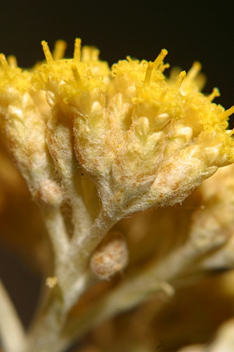 Helichrysum italicum (Roth) G. Don fil.