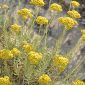 Helichrysum italicum (Roth) G. Don fil.