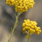 Helichrysum italicum (Roth) G. Don fil.