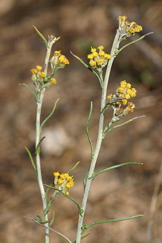 Helichrysum picardii Boiss. & Reut.