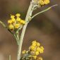 Helichrysum picardii Boiss. & Reut.