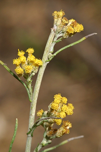 Helichrysum picardii Boiss. & Reut.