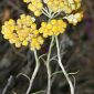 Helichrysum stoechas (L.) Moench
