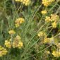 Helichrysum stoechas (L.) Moench