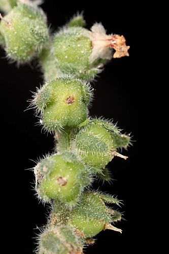 Heliotropium europaeum L.