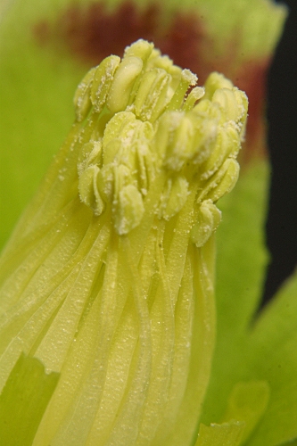 Helleborus foetidus L.