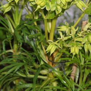 Helleborus viridis subsp. occidentalis (Reut.) Schiffn.