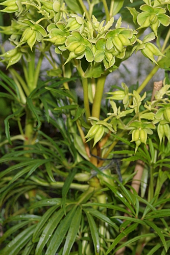 Helleborus viridis subsp. occidentalis (Reut.) Schiffn.