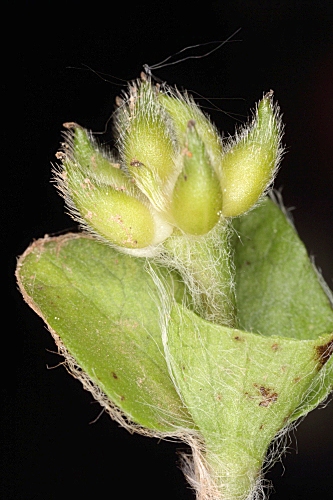 Hepatica nobilis Schreb.