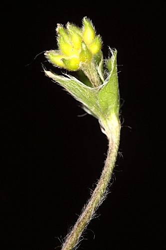 Hepatica nobilis Schreb.