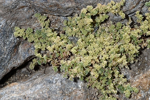 Herniaria boissieri subsp. boissieri J. Gay