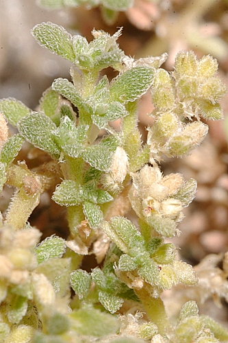 Herniaria boissieri subsp. boissieri J. Gay