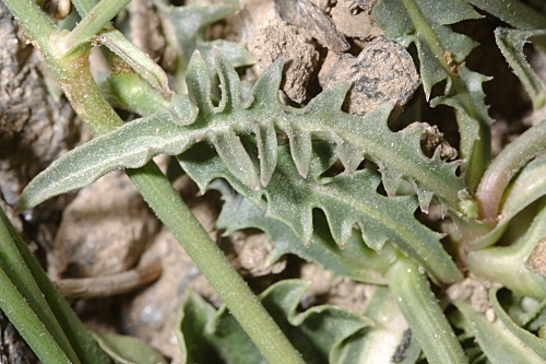 Hieracium castellanum Boiss. & Reut.
