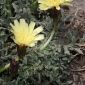 Hieracium castellanum Boiss. & Reut.