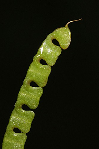 Hippocrepis multisiliquosa L.