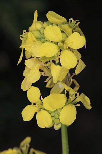 Hirschfeldia incana (L.) Lagr.–Foss.