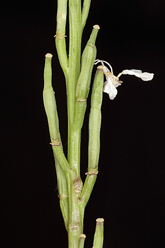 Hirschfeldia incana (L.) Lagr.–Foss.